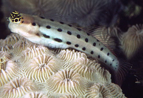 Ecsenius collettei